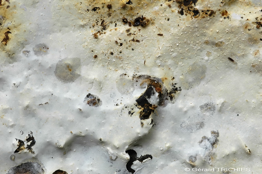 Scytinostromella olivaceoalba?(Leptosporomyces fuscostratus)